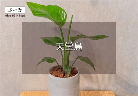 天堂鳥種植方法|天堂鳥植物完全栽培指南 從選擇到養護 